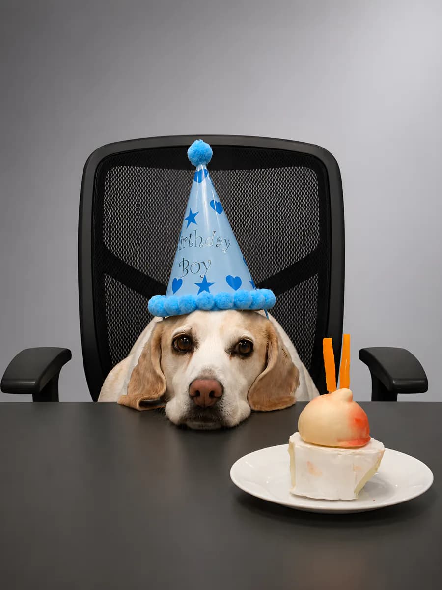 Happy, the EVDEV office dog, wearing a birthday hat at a desk with a slice of cake